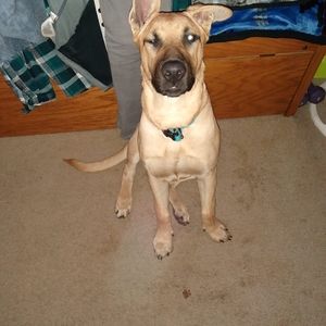 Meet your Posher, Dawson